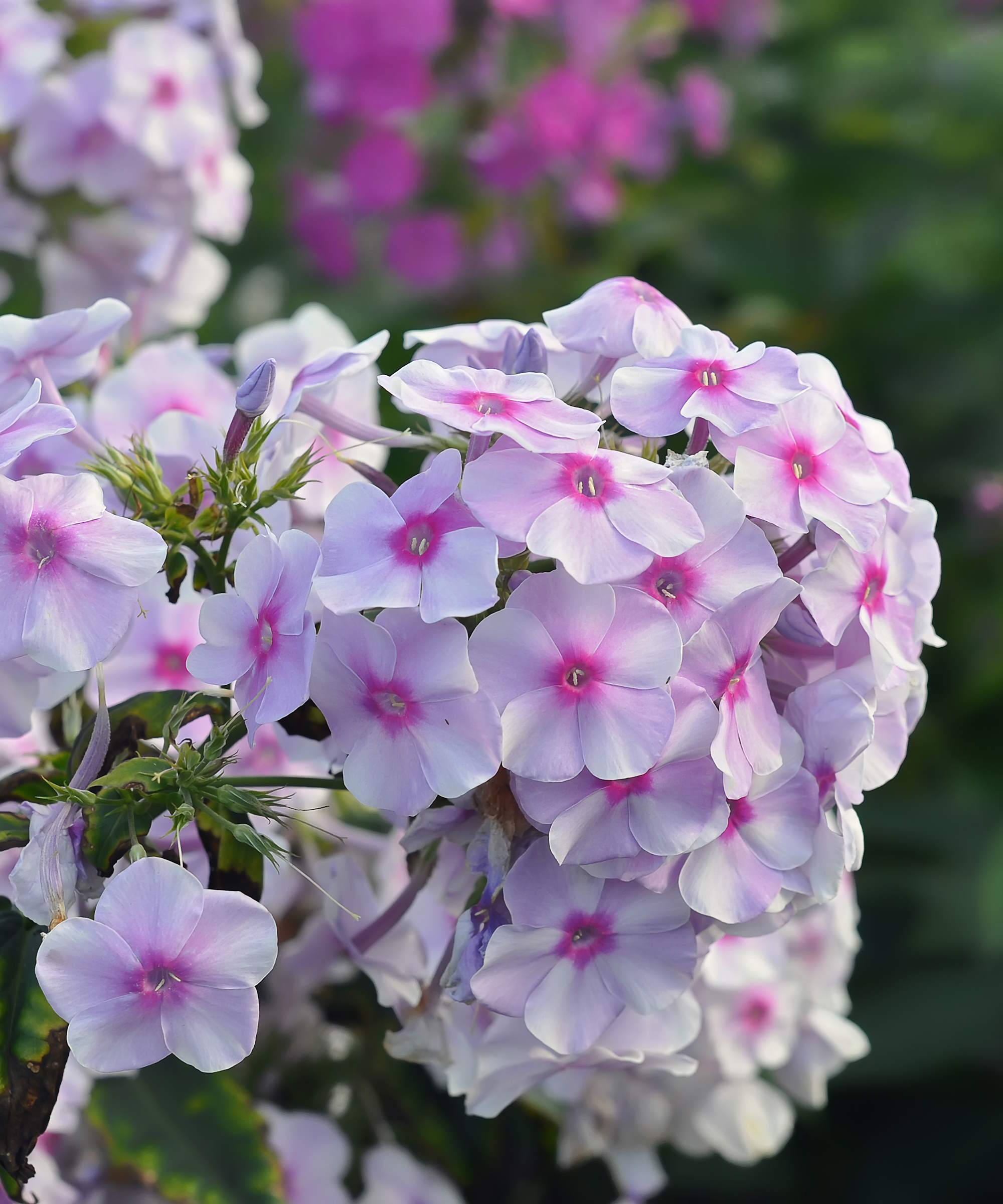 Flower of a pink phlox up-close