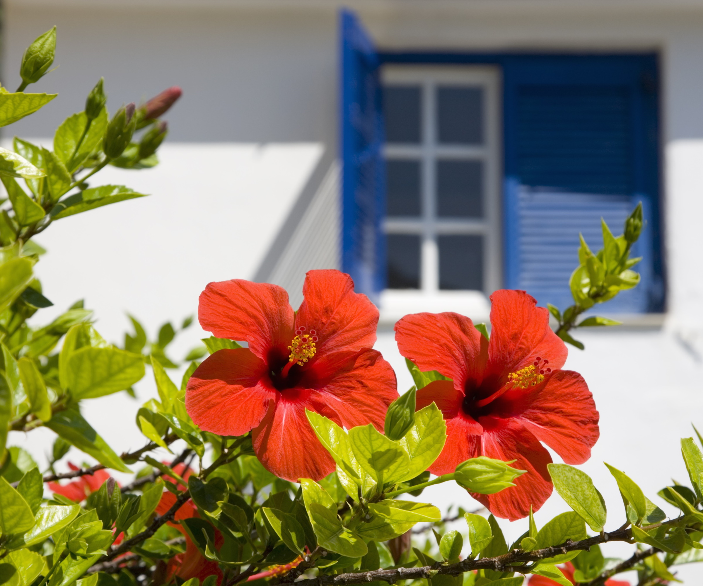 Red hibiscus bloom with white house beyond