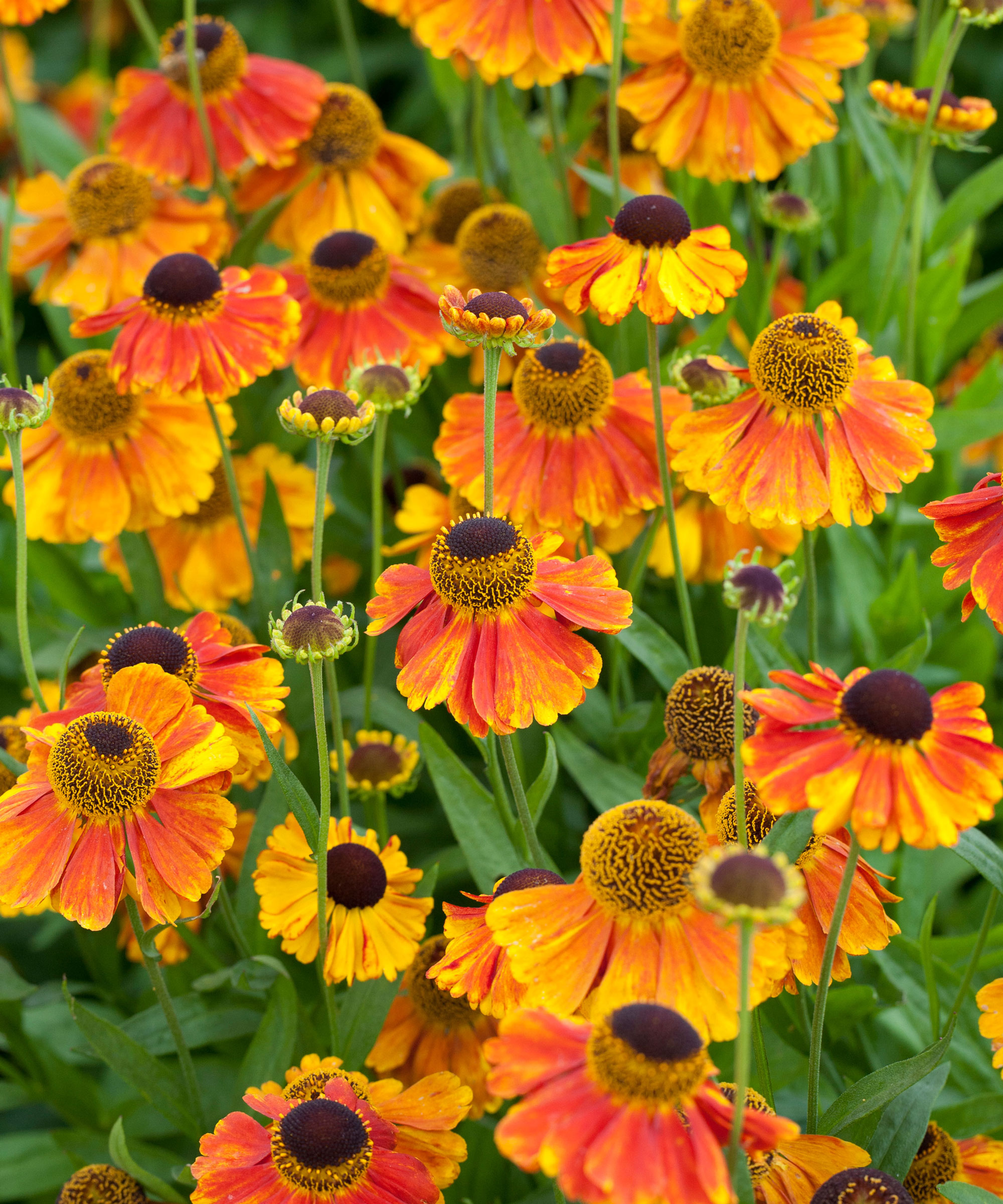Helenium Sahin’s Early Flowerer