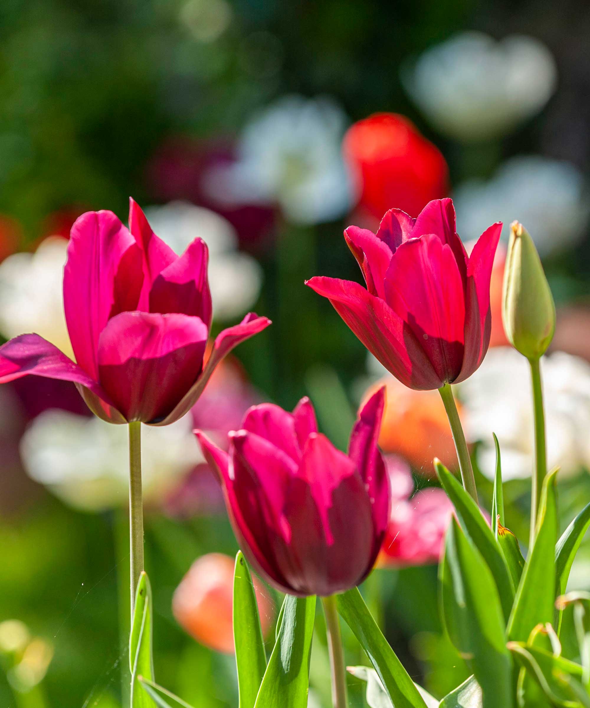 tulips growing in garden